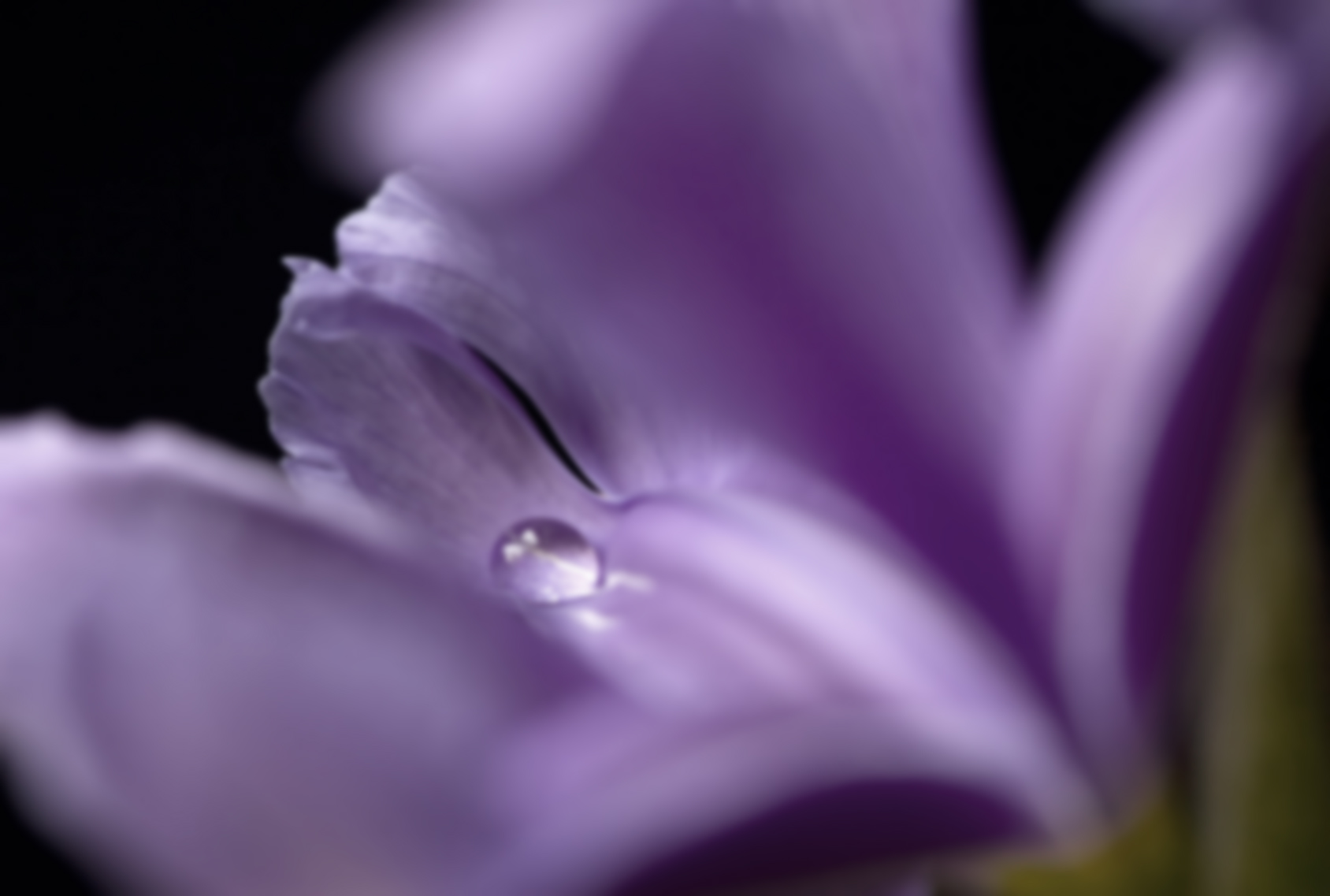 Macro of iris with drop of water